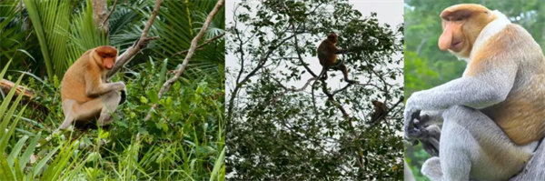 暢游碧海藍天，共筑團隊夢想&mdash;博皓沙巴風情之旅        -3