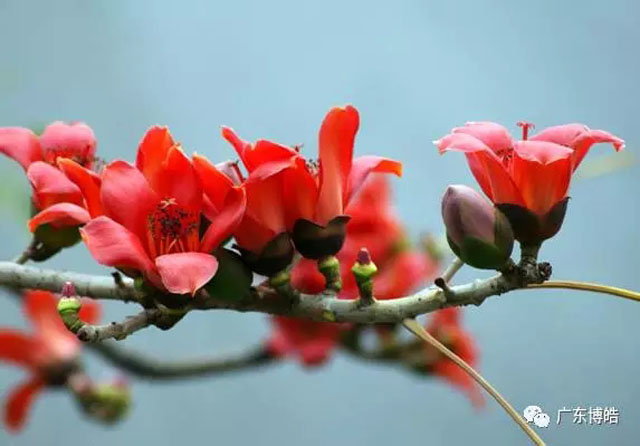 正值人間四月天,博皓2017年一季度會議拉開了序幕